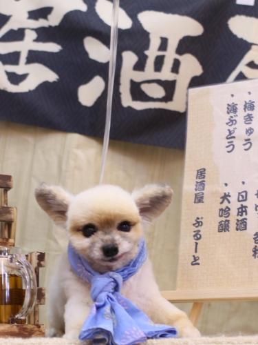 20240609エルくん